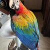 Scarlet Macaw Price