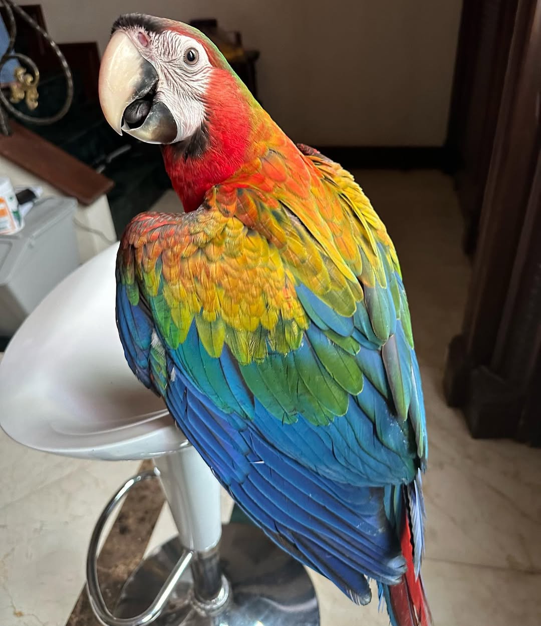 Scarlet Macaw Price