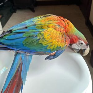 Scarlet Macaw Price
