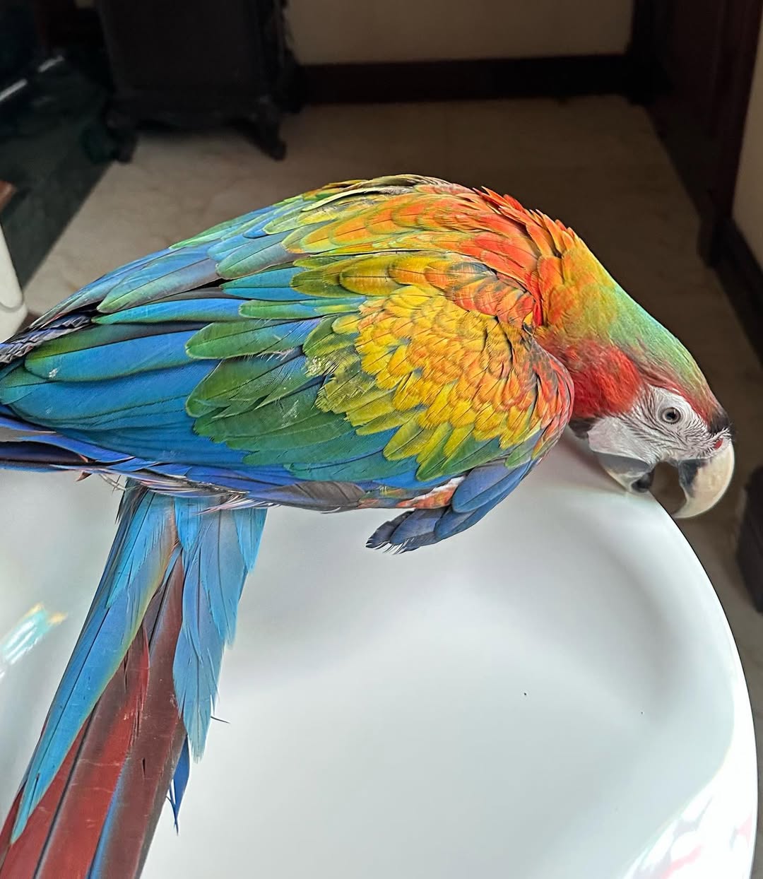 Scarlet Macaw Price