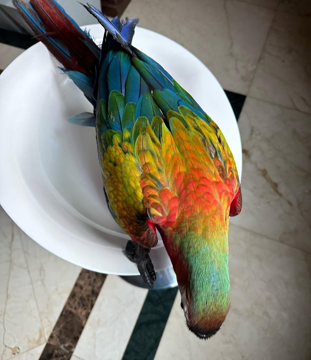 Scarlet Macaw Price
