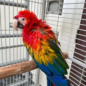 Scarlet Macaws For Sale