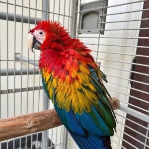 Scarlet Macaws For Sale