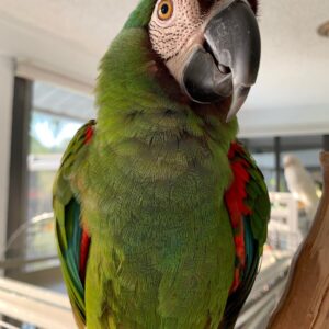 Severe Macaw