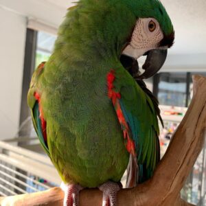 Severe Macaw