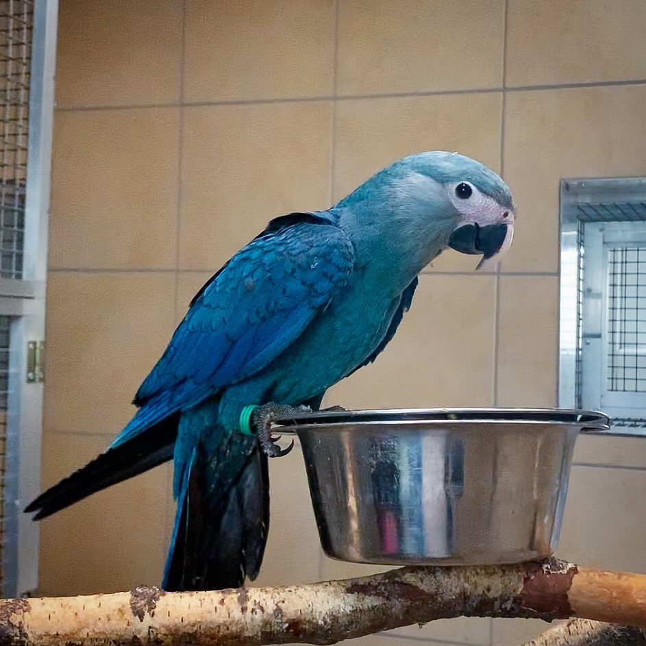 Spix Macaw For Sale