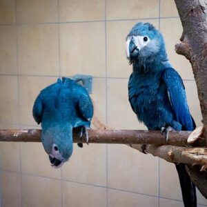 Spix Macaw For Sale