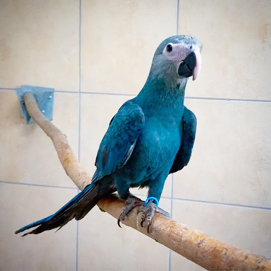 Spix Macaw For Sale