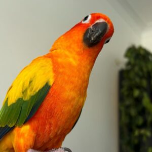 Sun Conure For Sale