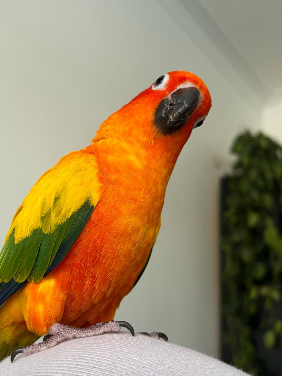 Sun Conure For Sale