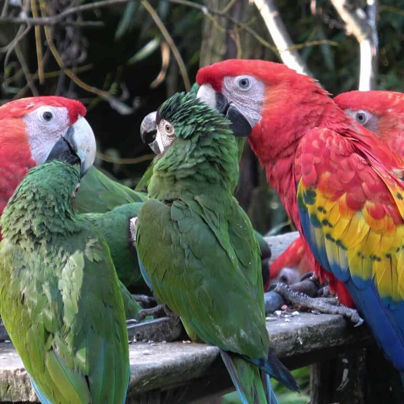 Talking Parrot for Sale