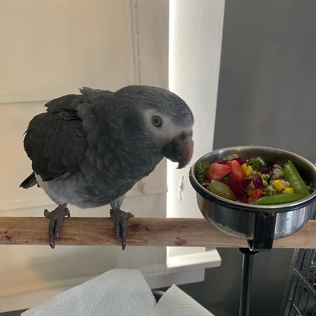 Timneh African Grey Parrot For Sale