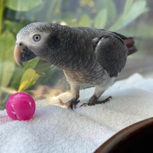 Timneh African Grey Parrot For Sale