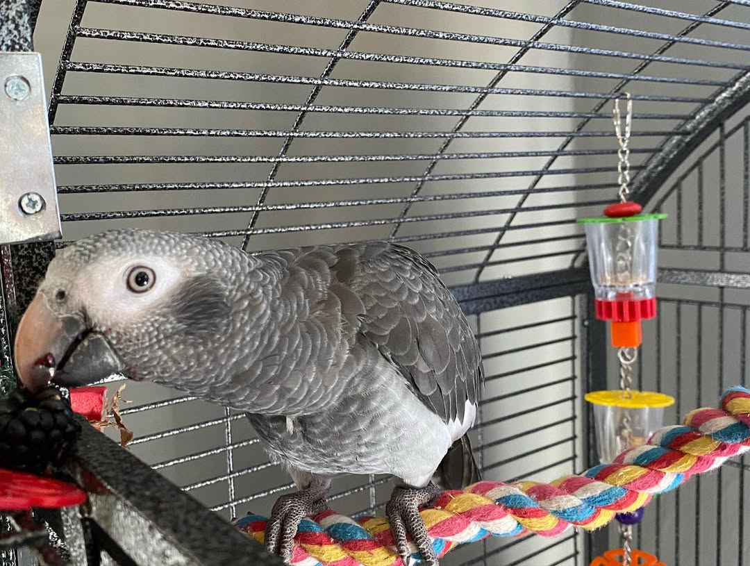 Timneh African Grey Parrot For Sale