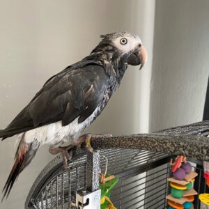Timneh African Grey Parrot For Sale