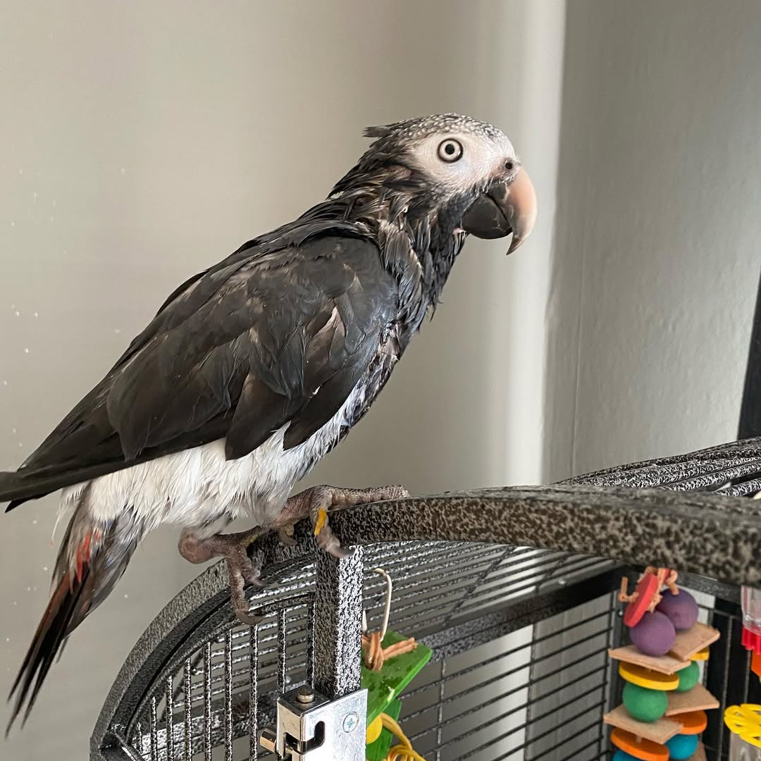 Timneh African Grey Parrot For Sale