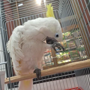 Umbrella Cockatoo For Sale