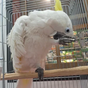 Umbrella Cockatoo For Sale