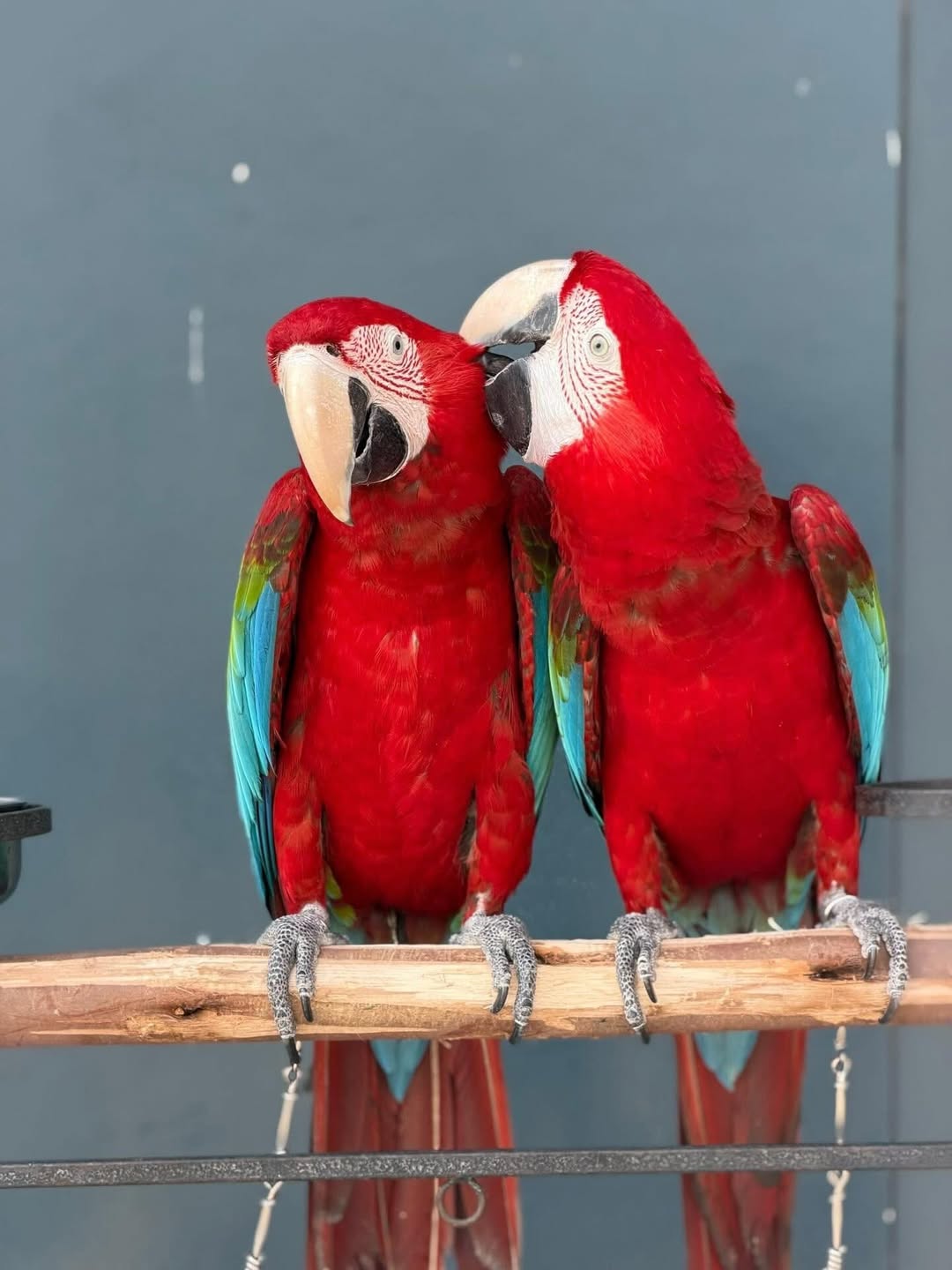 green wing macaw for sale