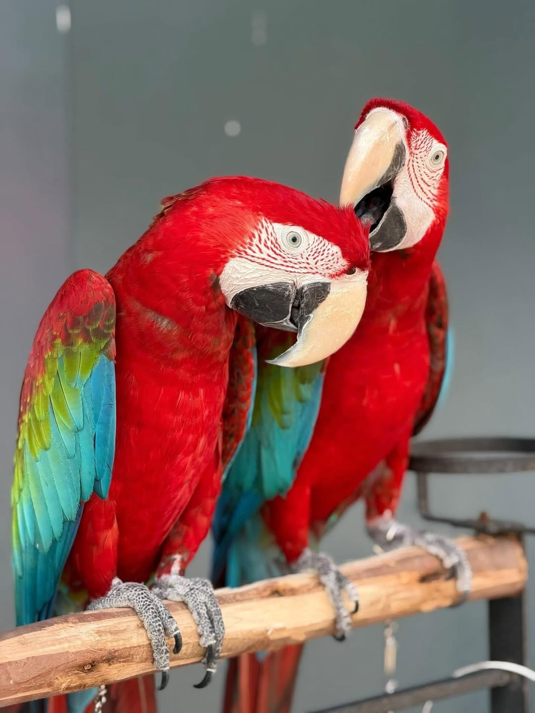 green wing macaw for sale