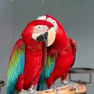 green wing macaw for sale