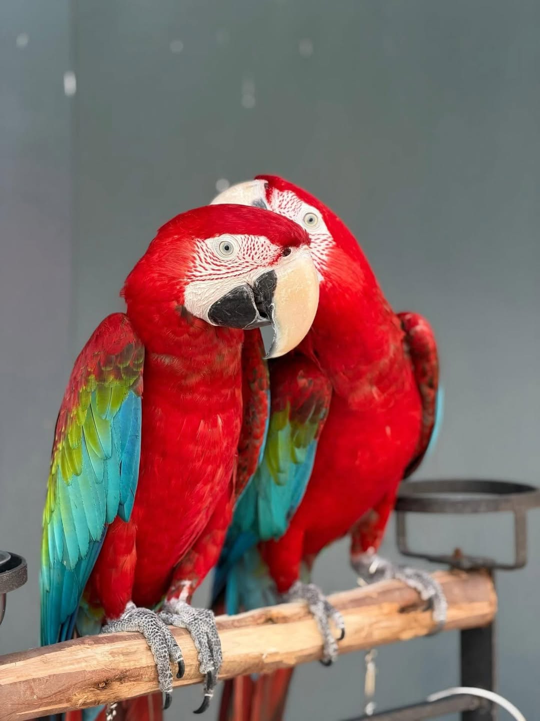 green wing macaw for sale