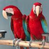 green wing macaw for sale