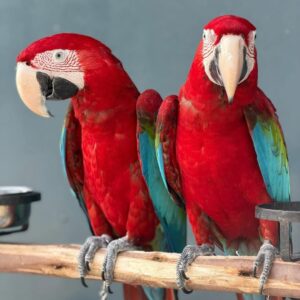 green wing macaw for sale