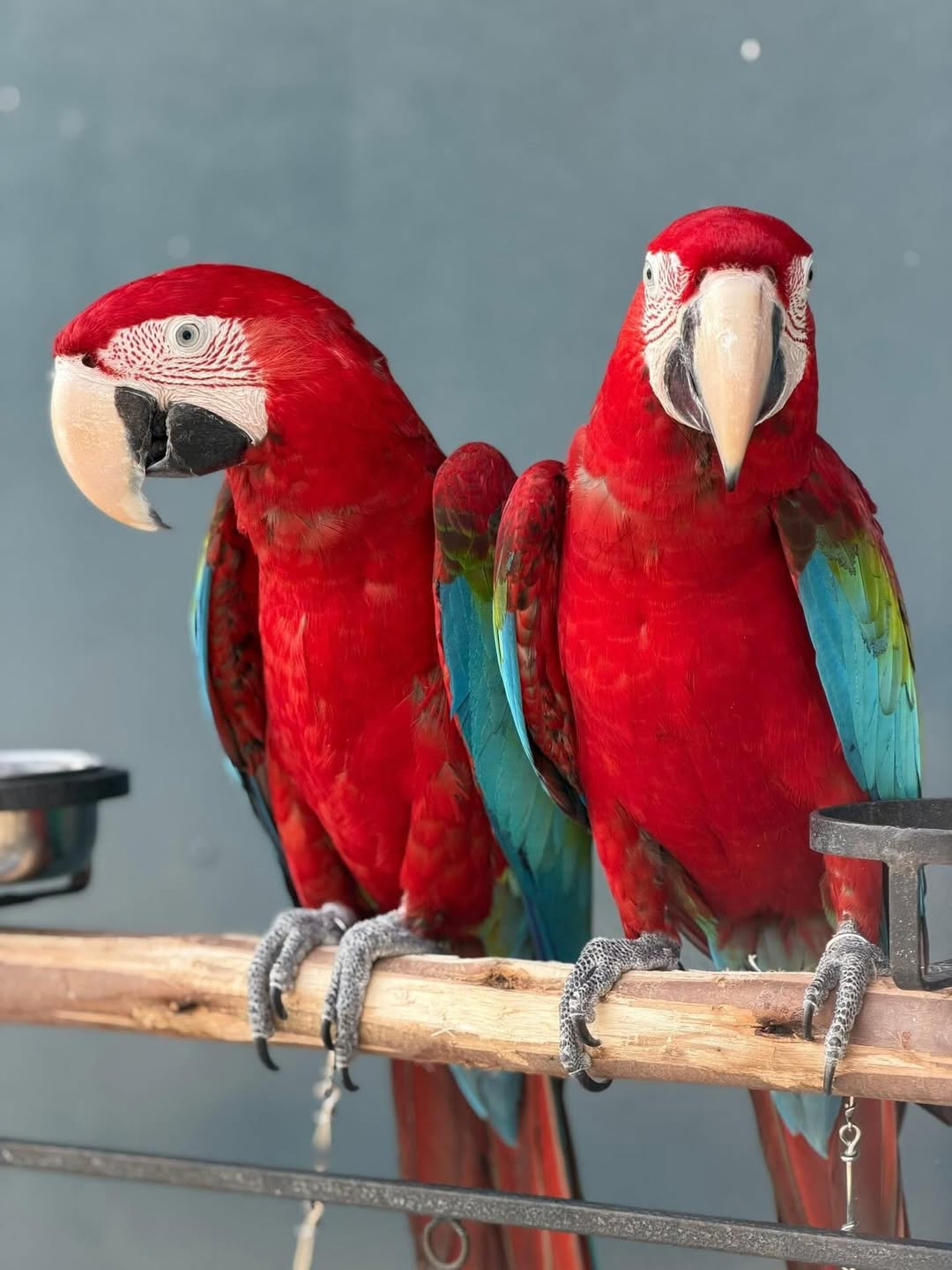 green wing macaw for sale